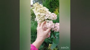 гортензия метельчатая Самарская лидия, цикл цветения за сезон,  север, грунт-песчаный