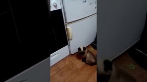 Кошка открывает холодильник....