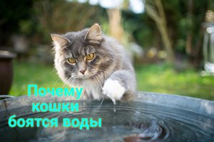Почему кошки боятся воды.