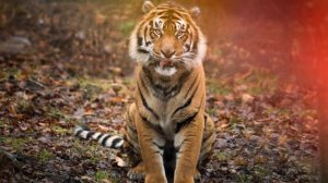Звуки тигра, как рычит тигр #звуки #слушать #тигра