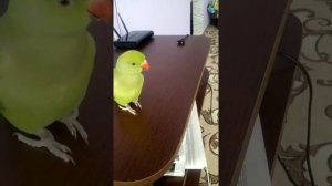 Ожереловый попугай учиться говорить