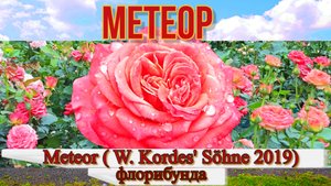 Роза Метеор (Флорибунда) - Meteor ( W_ Kordes' Söhne 2019)