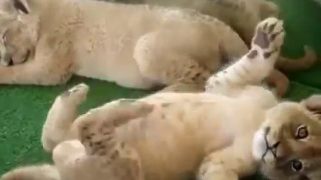 Забавные малыши львята смотреть онлайн