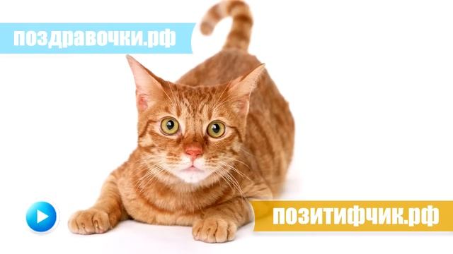 Мяукание кошки :)) Включите громче и увидите реакцию