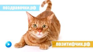 Мяукание кошки :)) Включите громче и увидите реакцию