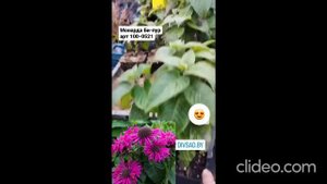 Монарда Би-пур в питомнике Дивный сад Заказ[+375(29)841-21-60]
