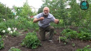 Как размножать садовую землянику?