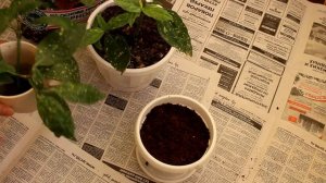 Аукуба японская. Размножение. [Надежда и Мир]