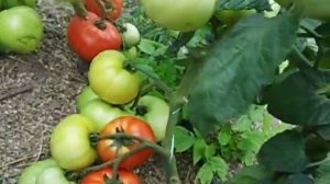 Перец Самандер и томат Каста поспевают.