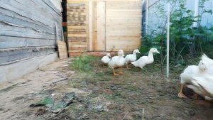 Утки муларды 1 месяц