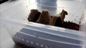 Как содержать аргентинских тараканов? Blaptica dubia