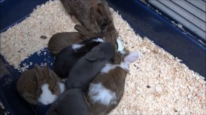 Трава кроликам. С какого возраста можно давать траву крольчатам?