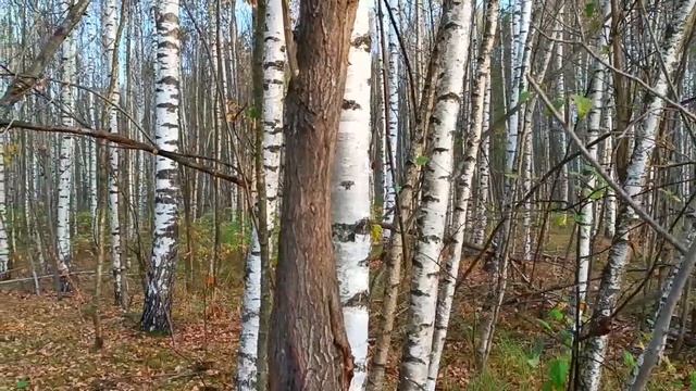 Последний день осеннего лета и последние грибы берёзового леса... смотреть онлайн