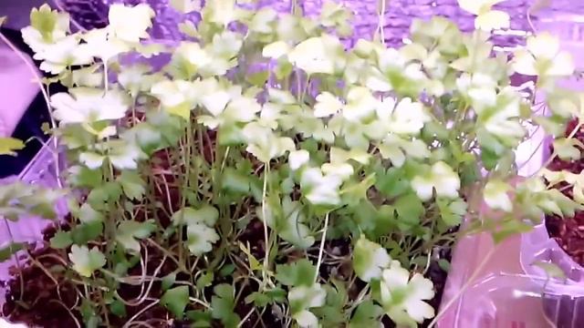 💡 Организация подсветки рассады дома. Подсветка рассады люминесцентной лампой Флора Экран для лампы смотреть онлайн