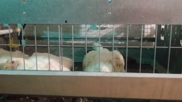 Как спасти бройлеров в жару.