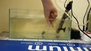 Как лечить рыбку от манки?  Как лечить манку?