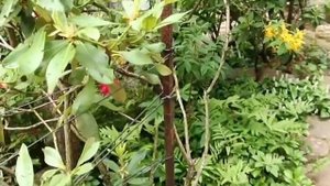 Рододендроны в моем саду