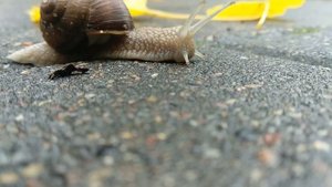 Улитка ползёт по асфальту осенью, snail