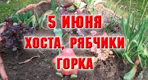 5 июня. Работа на горке