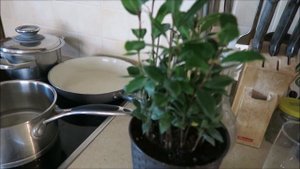 Каперсы из семян настурции / Capers from nasturtium seeds