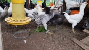 Молодые гилянские куры. Gilyan chickens