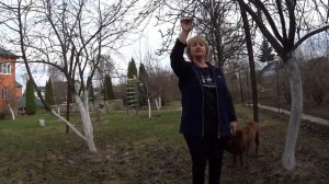 ЯБЛОНИ И ГРУШИ.   Обработка весной от болезней и вредителей.