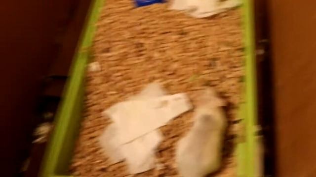 В ЗООМАГАЗИНЕ ПРОДАЛИ БЕРЕМЕННУЮ КРЫСУ? смотреть онлайн