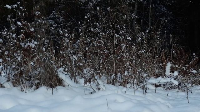 Завораживающая красота зимний лес