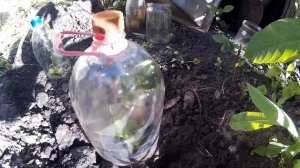 Посадка Роз под Бутылку.Размножение и Уход за Розами Летом.