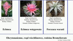 Okrytonasienne, rząd wiechlinowce, rodzina Bromeliowate dyckia guzmania aechmea angiosperms ferox