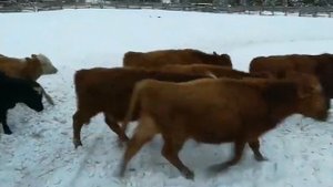 продажа бычков для авито