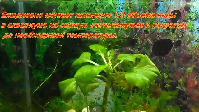 Аквариум с мальками гуппи .Уход