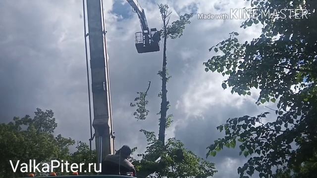 Обрезка дерева с автовышки. Липа в Петергофе