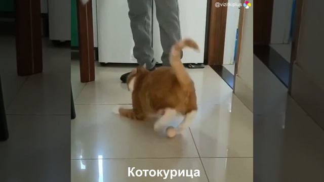 Котизм №5