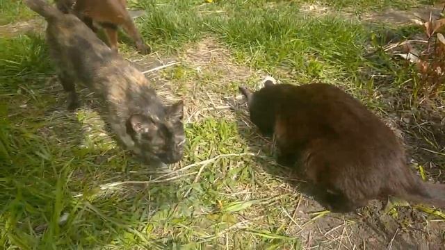 Все кошки кушают рыбку????? смотреть онлайн