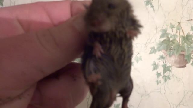 мышь домовая смотреть онлайн