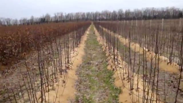 Подвой яблони карликовый М-26, полукарликовый 54-118 и груши Айва С-1 смотреть онлайн