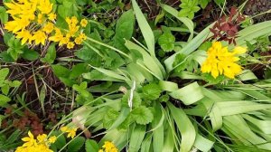 Лук моли/Золотой чеснок/Аллиум/Golden Garlic/Allium moly/Lily Leek