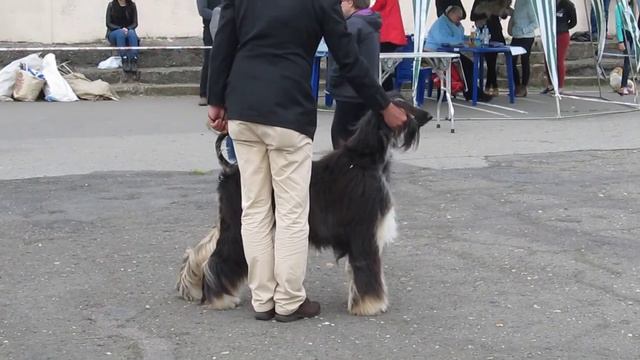 Республиканская выставка всех пород г. Брест 18 мая 2015г. смотреть онлайн