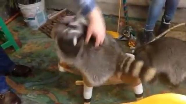 Зубастик на лошадке смотреть онлайн