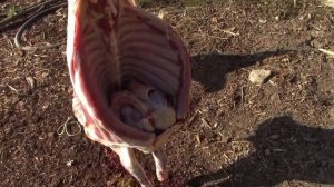 Как чисто Шкурить барана. How to clean a ram skin.