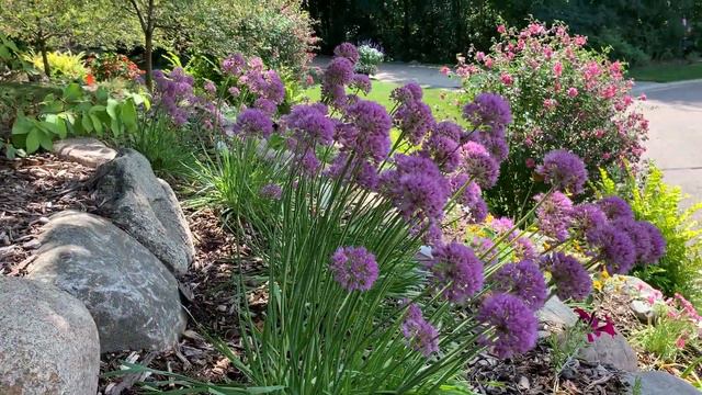 'Serendipity' Allium One Of My Favorite Perennials!! 💜 смотреть онлайн