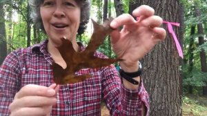 Quercus velutina (black oak)