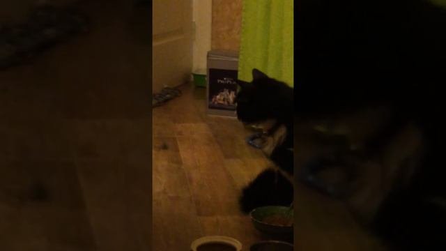 чихуахуа трахает кота
