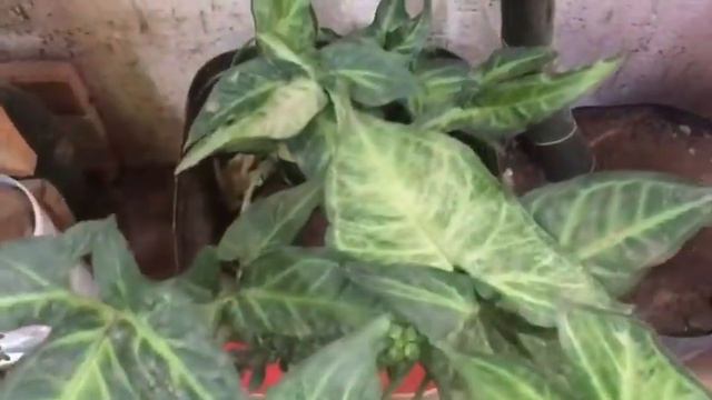 Planta linda de fácil cultivo смотреть онлайн