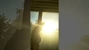 КАК ПОЙМАТЬ МУХУ !!!