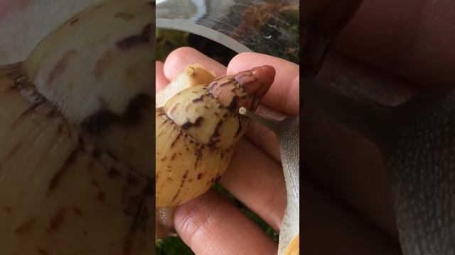 Ахатина ирадели ред апекс немецкая линия чешская линия