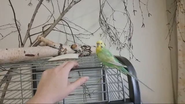 Поздравления от Риччи!