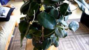 A Visit with Hoya calycina