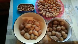 картофель из семян второй год
